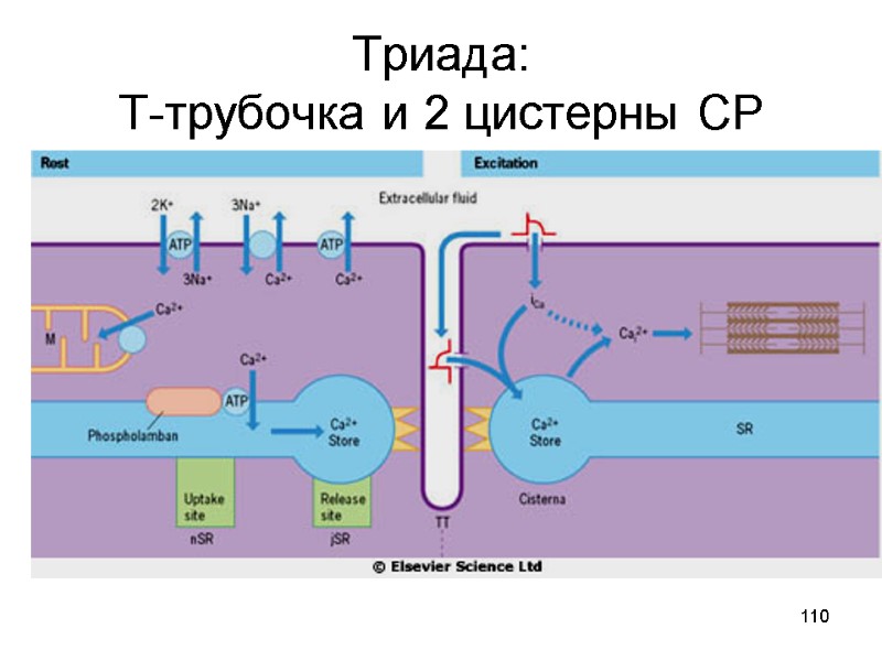 110 Триада:  Т-трубочка и 2 цистерны СР